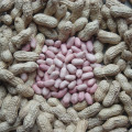 Exportar buena calidad Fresh Chinese Peanut Kernels